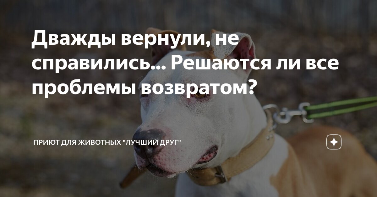 Проект собака друг человека. Является ли собака животным. Памятка о стерилизации животных. Польза собаки для человека. Является ли собака животным.