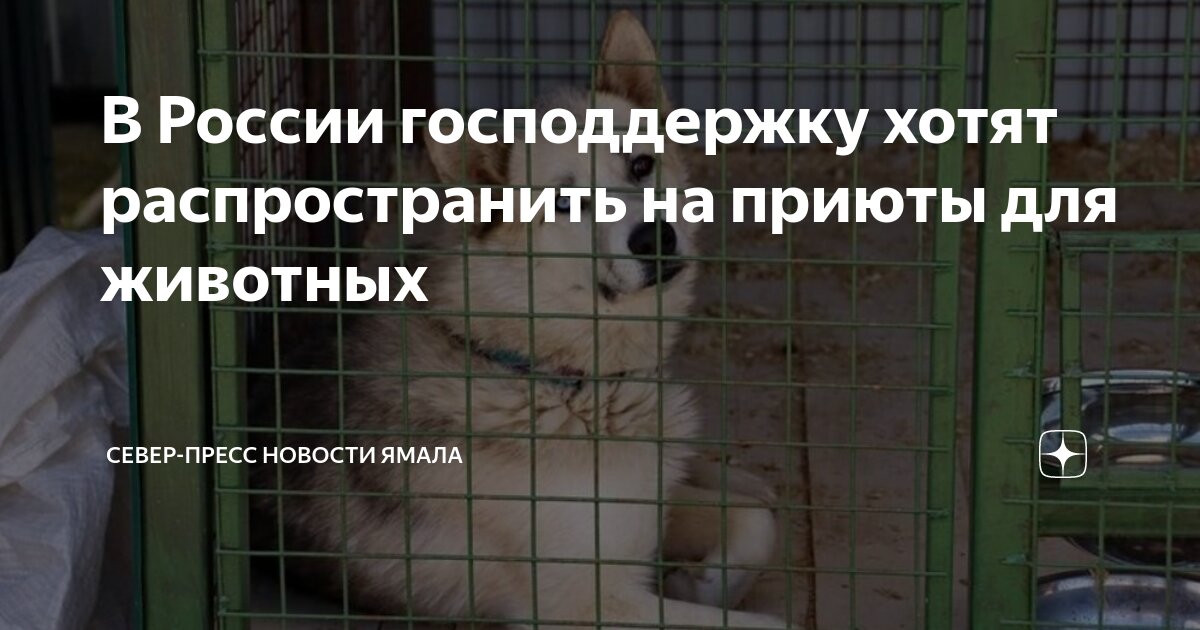 Посещение приюта для животных. Питомник для бездомных животных. Приюты для бездомных животных в россии. Гос приют для собак. Создание приюты для бездомных животных.