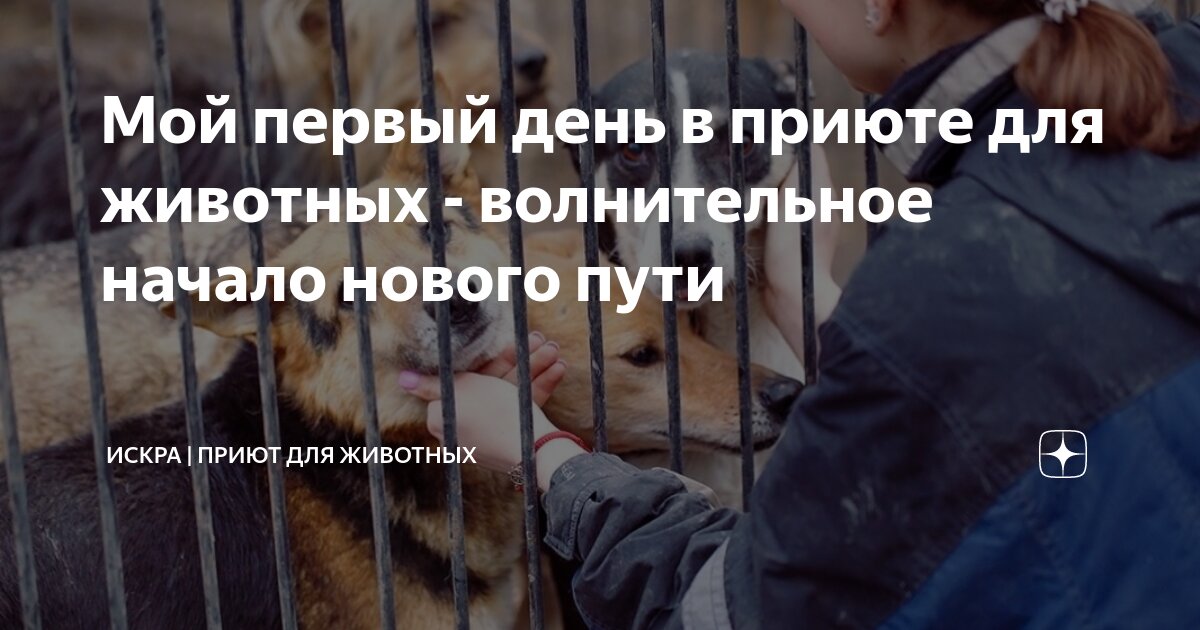 Волонтеры в приюте для животных. Бездомные животные. Приют для собак. Волонтеры с собаками. Волонтеры с собаками.