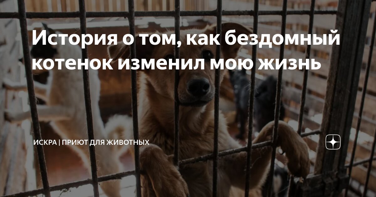 Истории бездомных животных. Бродячие собаки. Бездомные кошки и собаки. Плакаты в защиту бездомных животных. Уличные кошки и собаки.