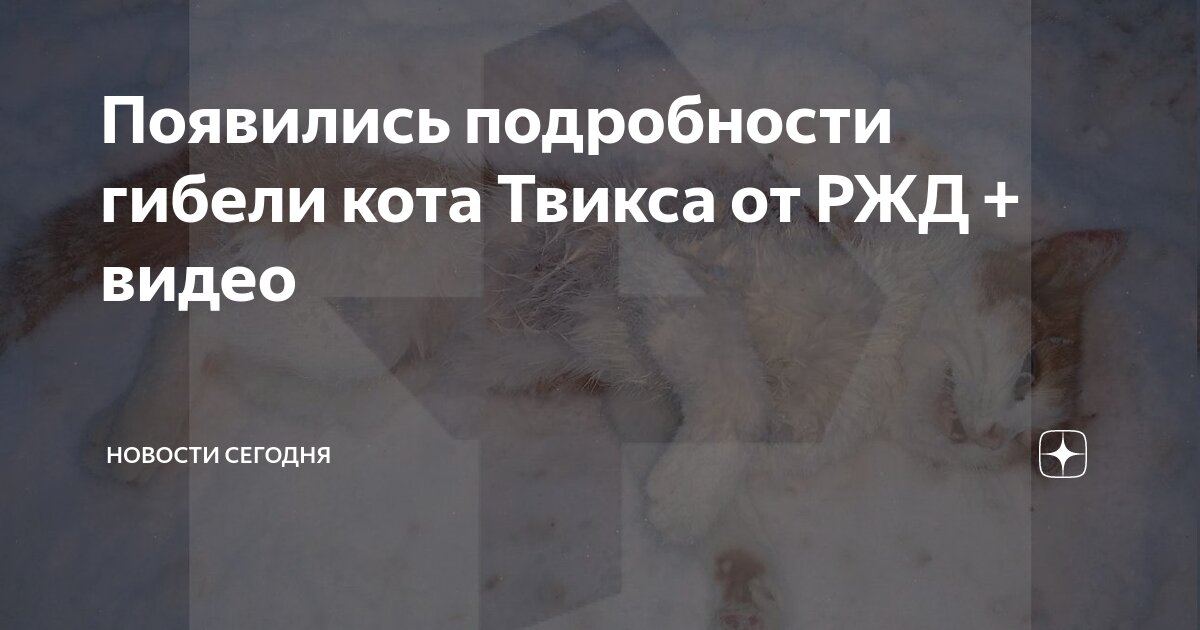 коты воители семейное древо. эрин хантер коты воители.