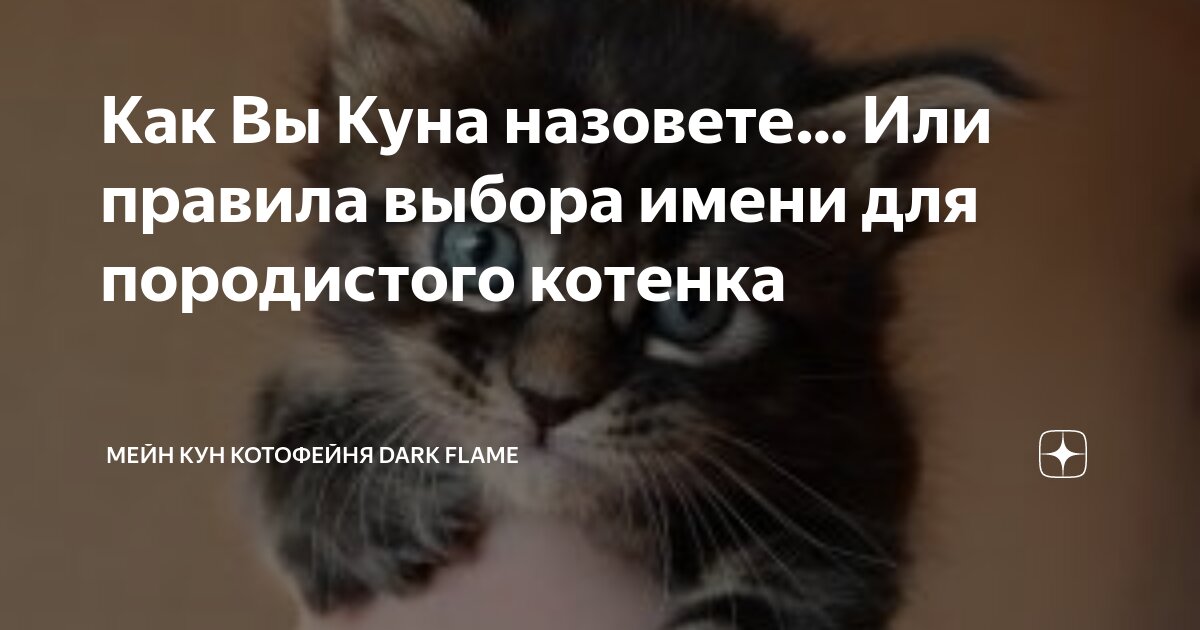 Котенок очень часто дышит. Почему коты дышат с открытым ртом. Симптомы мочекаменной болезни у котов и кошек. Болезни британских кошек. Котенок очень часто дышит.