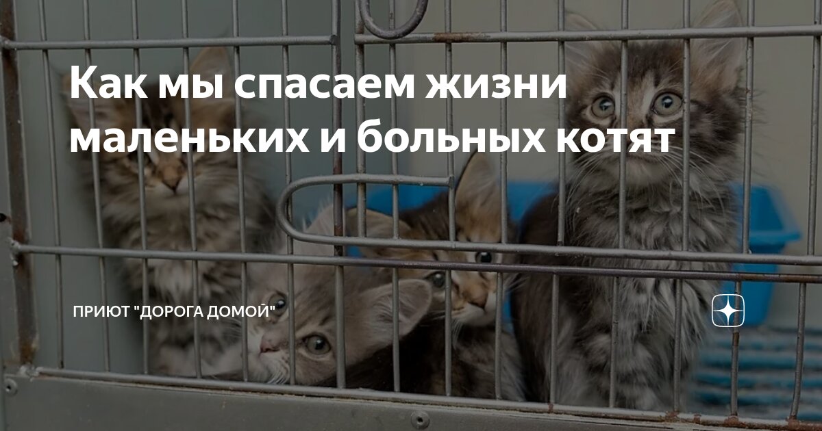Что ответить на вопрос как здоровье. Смешные ответы на вопрос как жизнь. Как жизнь что ответить. Как жизнь как самочувствие. Как настроение самочувствие.