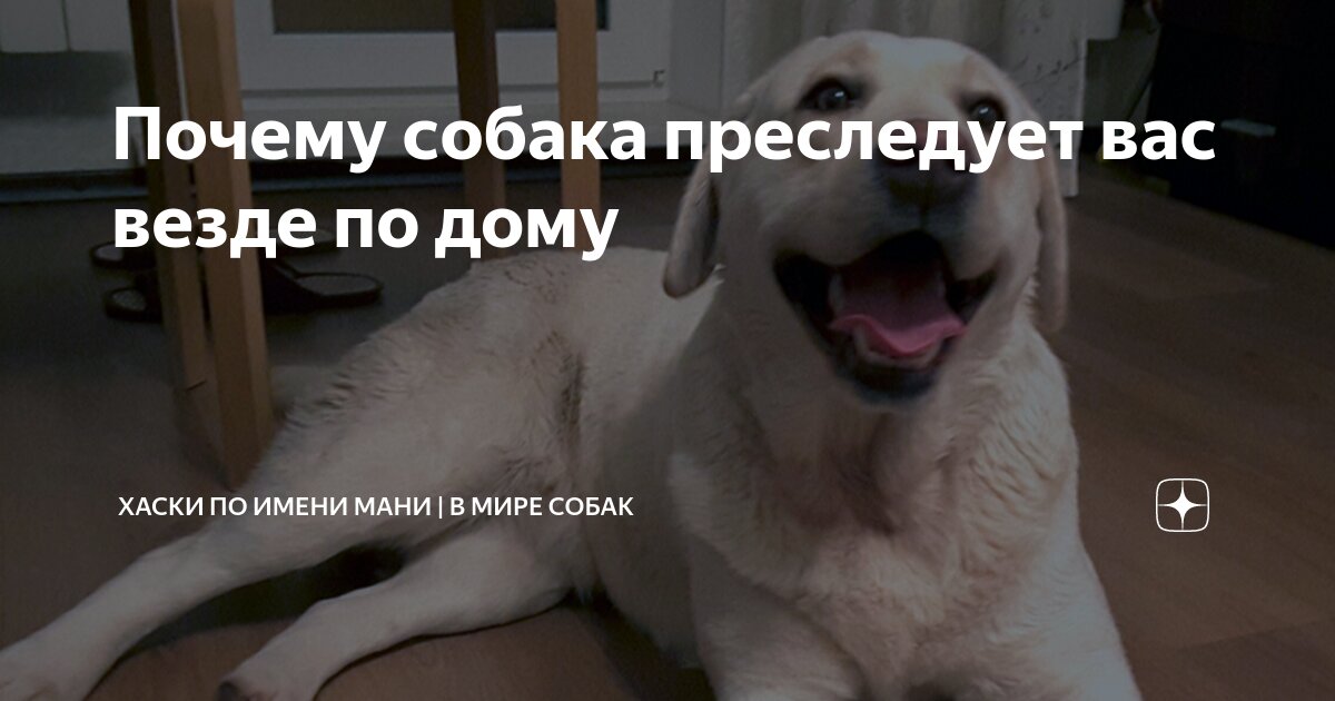 Преследует собака