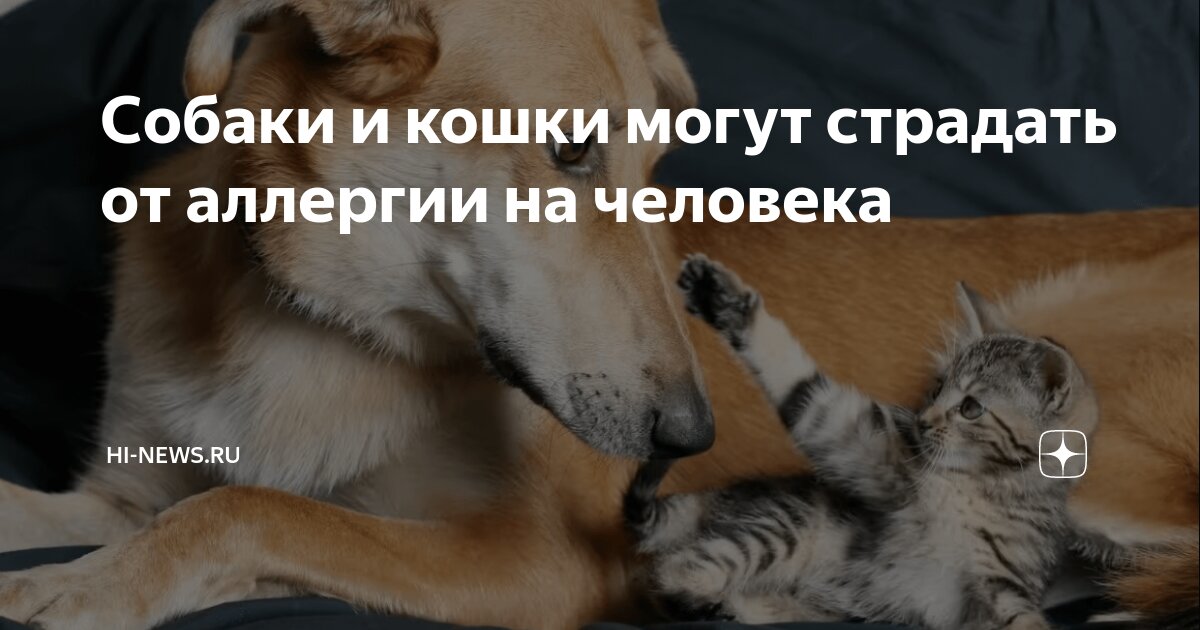 Пищевая аллергия у котов. Какую кошку можно при аллергии. Шампунь от аллергии на кошек для кошек. Какую кошку можно при аллергии. Фитомины для кошек против аллергии, 50 г.