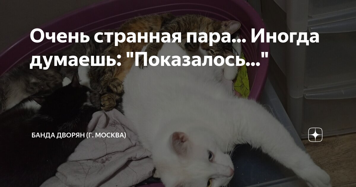 Очень странная пара... Иногда думаешь: "Показалось..." | Банда Дворян ...