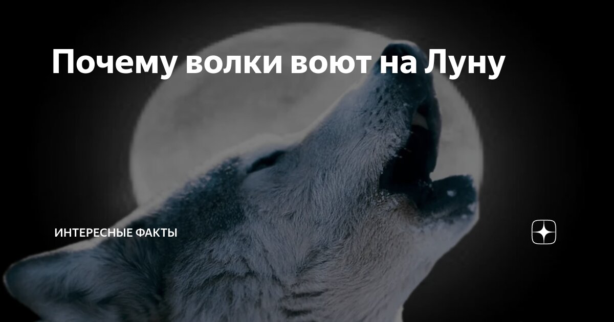 с волками жить. выть по волчьи как пишется. цитаты волков. по волчьи наречие. с волками жить по волчьи выть.