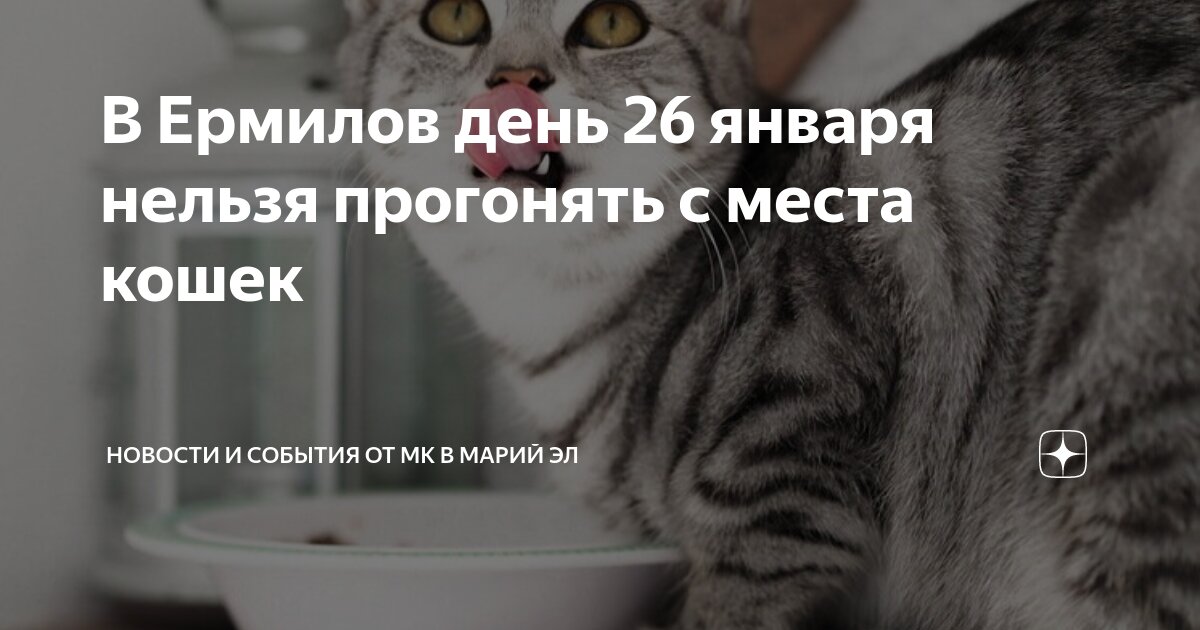 К чему снится прогонять кошку. К чему снятся кошки. К чему снятся кошки. Сонник кошки во сне. Видеть во сне кошку.