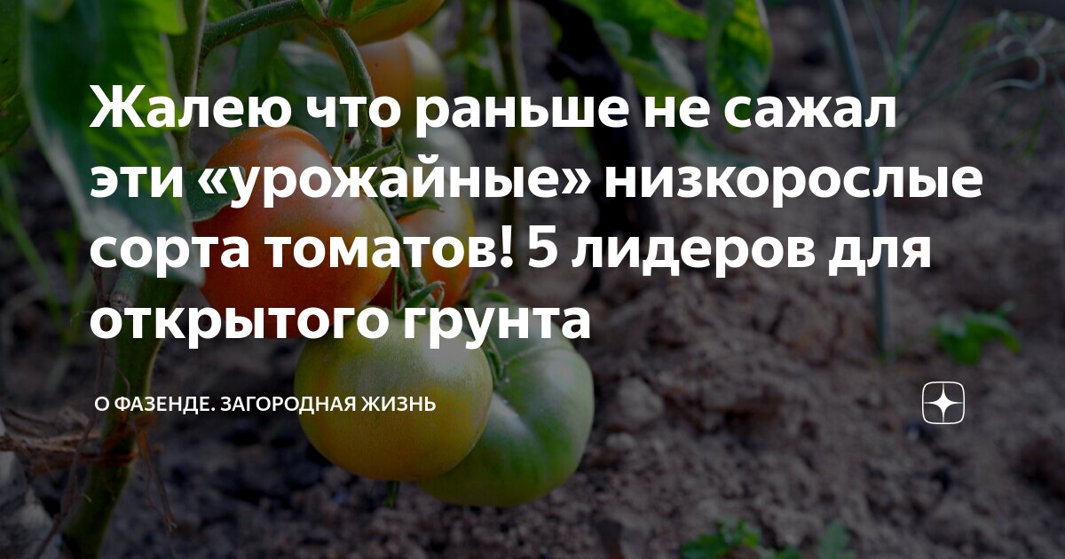 Томаты сливовидные сорта. Томат тепличный урожайный. Самые урожайные сорта для открытого грунта. Низкорослые оранжевые сорта томатов. Фараон помидоры.