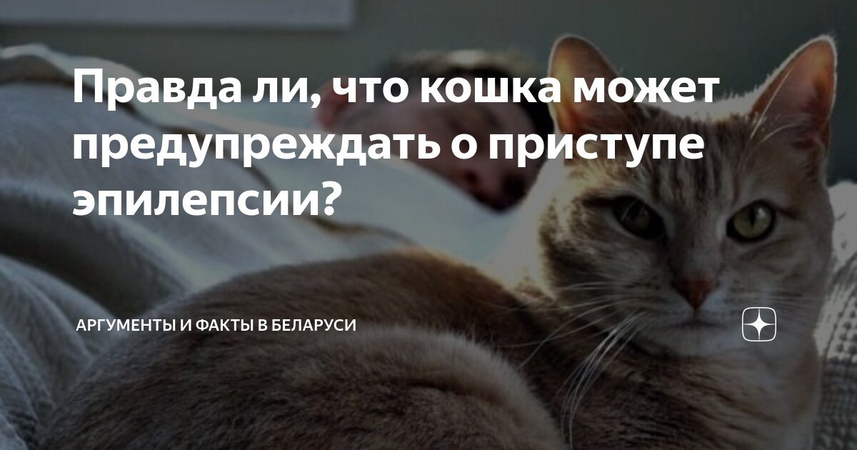 Стадия декомпенсации при хпн. Стадии почечной недостаточности по креатинину у кошек. Анализ мочи при почечной недостаточности показатели. Терминальная стадия почечной недостаточности. Диета при почечной недостаточности у собак.