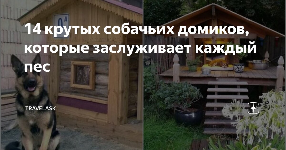 морда собаки. эта собака чует. бездомные животные мы чувствуем. мимика собак. чувство вины у собак.