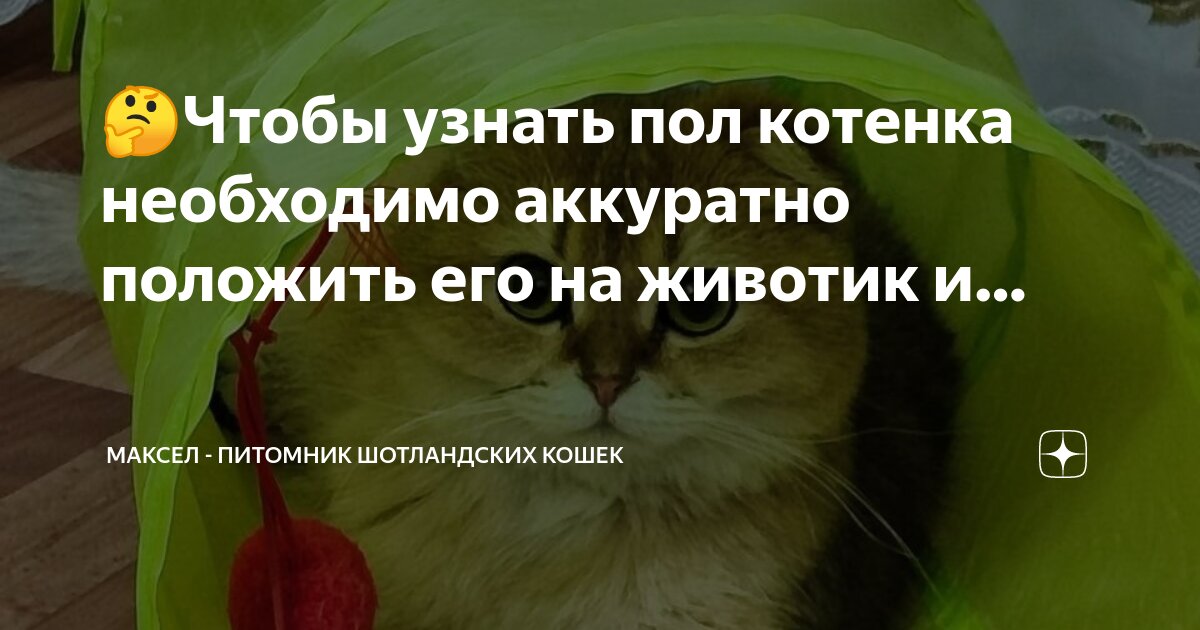 Язык тела кошек. Как узнать сколько месяцев котенку. Как изучить кошачий язык. Язык котов по хвосту. Поведение кошек.