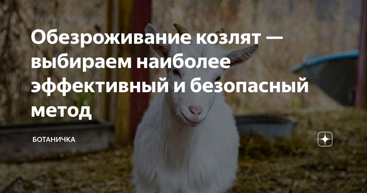 Обезроживание козлят: как выбрать наиболее эффективный и безопасный метод