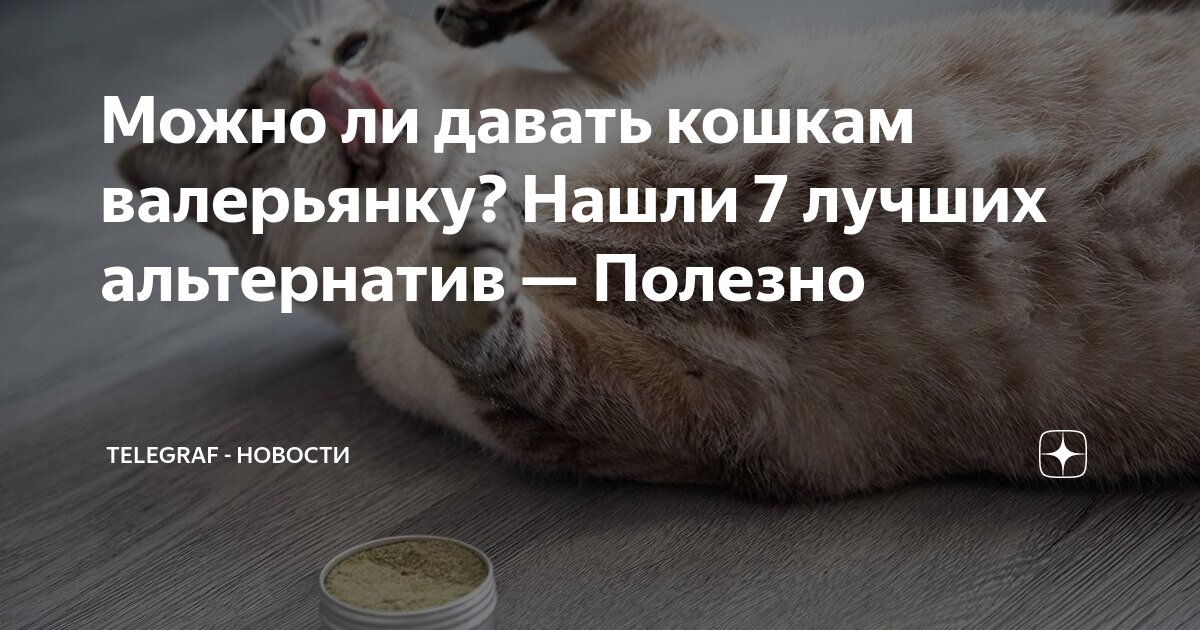 Валерьянка. Валерьянка для кошек. Валериана и коты. Валерьянка. Валериана и коты.