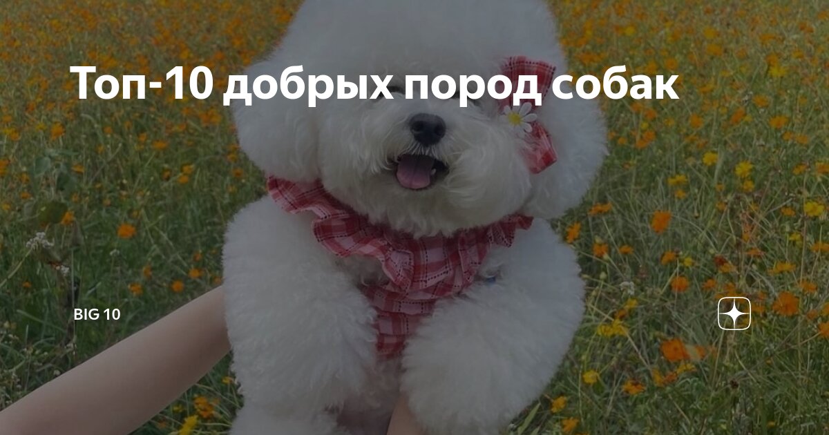 львята. пазл educa манхеттен нью-йорк (14811), 1000 дет. Meerkat family сурикаты. планета животных. собака маскировка.