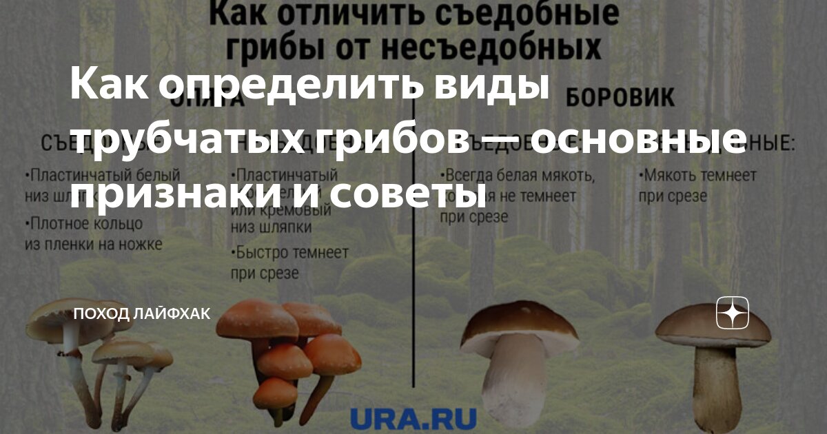 Как определить виды трубчатых грибов — основные признаки и советы ...