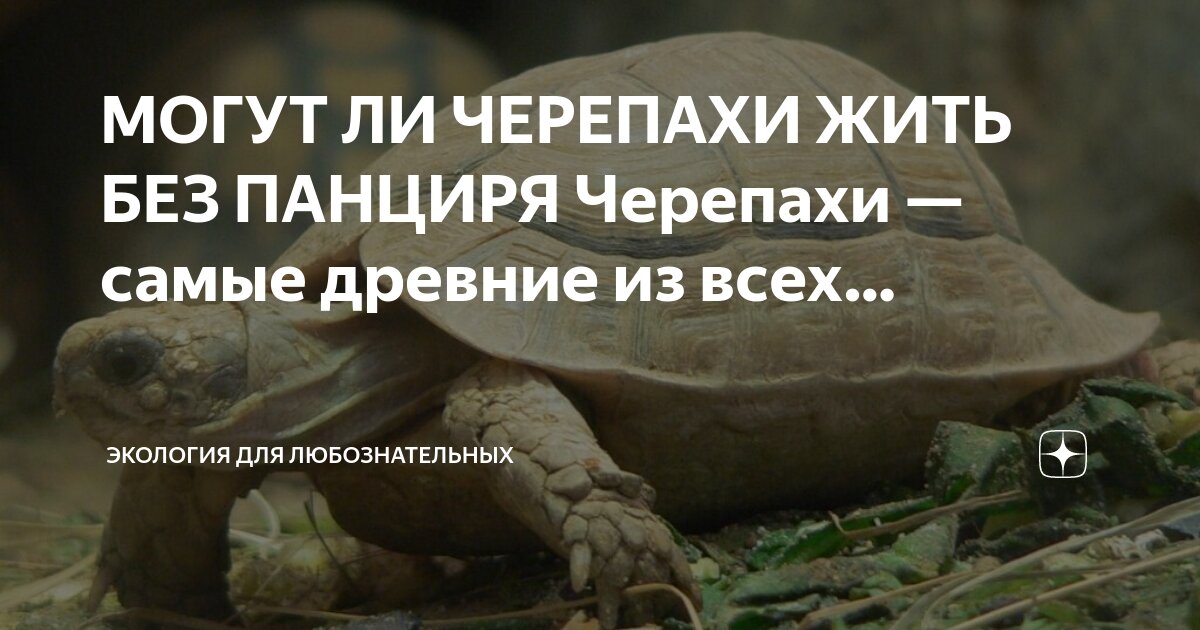 Черепаший шлем майнкрафт. Черепаший панцирь. Пресмыкающиеся черепахи. 5. Как получить панцирь черепахи.
