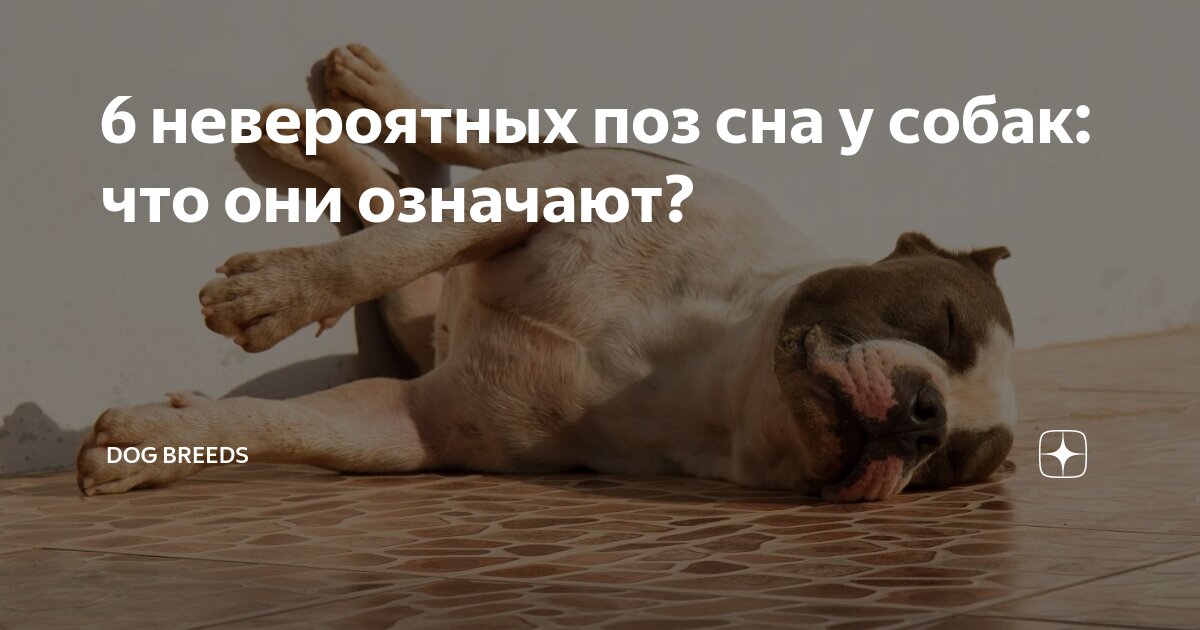 Собака трясется во сне. Собака трясется во сне