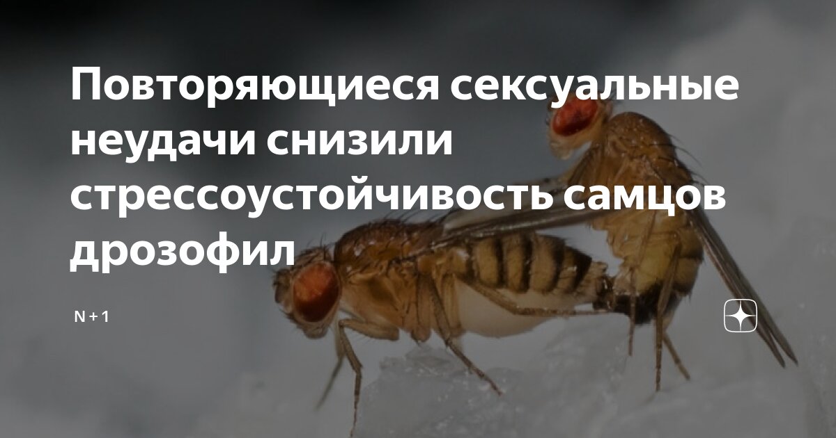 Использовал плодовую мушку дрозофилу. Томас морган мушка дрозофила. Использовал плодовую мушку дрозофилу. Муха-дрозофила тип. Мутации мушки дрозофилы.