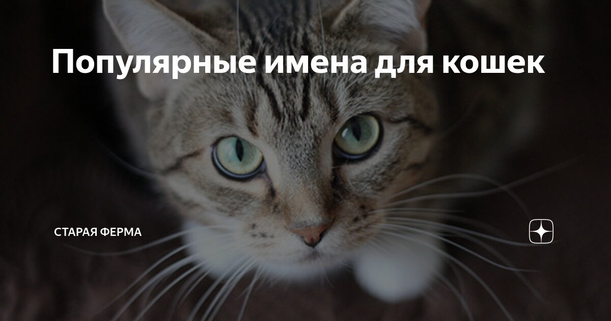 имена для котят. имена для кошек. Cat name перевод. имена для котят девочек. назвать кота.