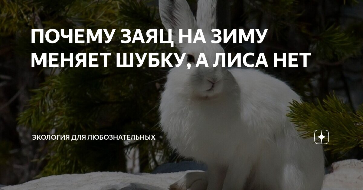 Лиса зимой и летом. Лиса зимний окрас. Звери линяют весной. Лиса меняет шубку. Лиса готовится к зиме для детей.