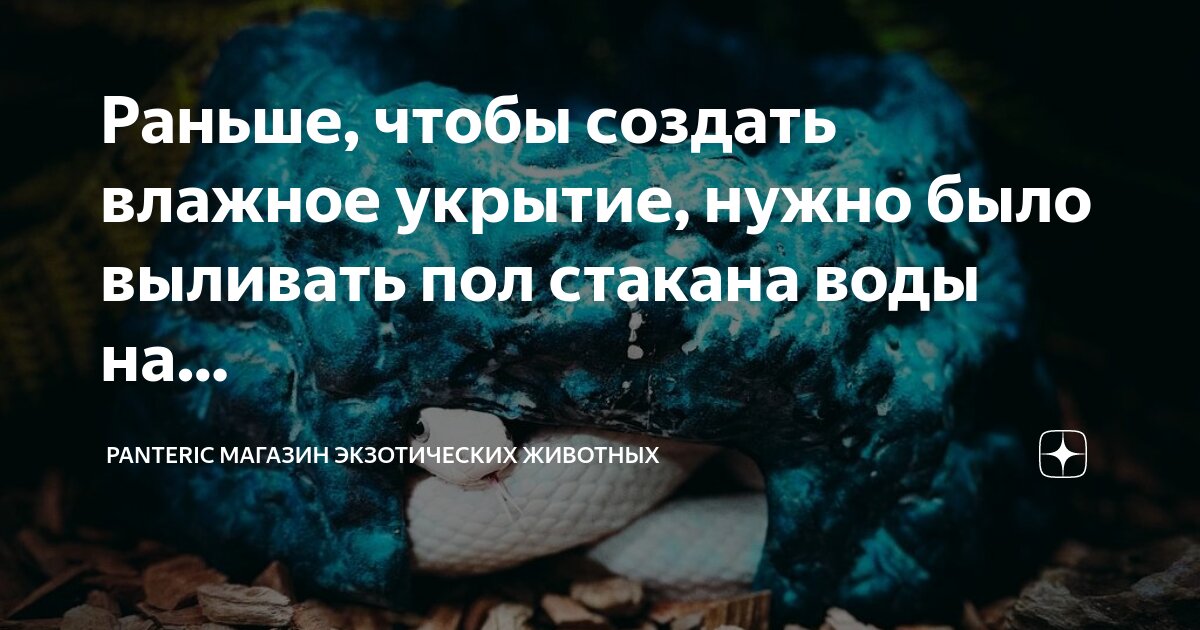 необычные домашние животные. птица амазонский мухоед. Zookeeper - смотритель зоопарка. рептилии игуана. охота на экзотических питомцев признаки созданий.