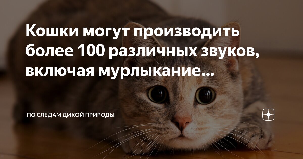 как на ноутбуке настроить громкость на клавиатуре. как включить громкость на ноутбуке. как на компьютере переключить звук с наушников на колонки. включи 2 сделай звук. как сделать громкость на компьютере.