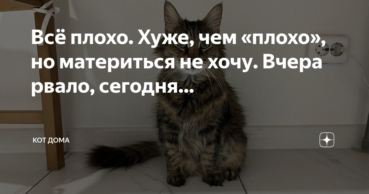 Инфографика про животных. Мочекаменная болезнь у котов симптомы. Признаки того что вы кот. Как узнать что ваш кот связался с плохой компанией. Как понять настроение кошки по хвосту.
