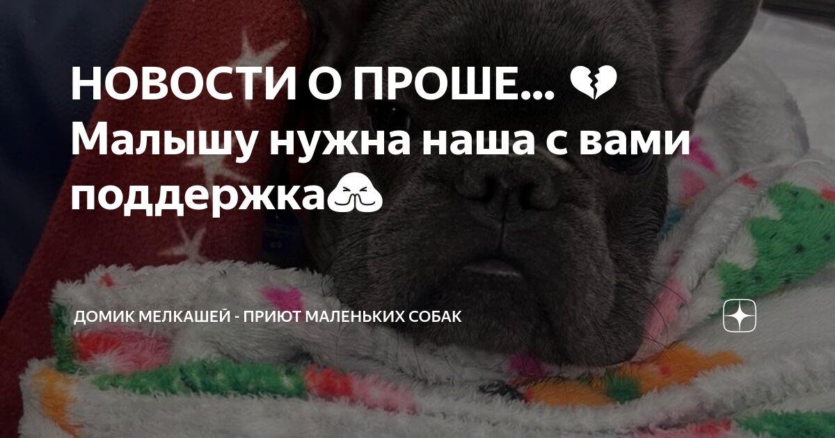 год собаки гороскоп. стих про собаку. прививки и вакцины для собак в 1 год. список покупок для щенка. животные не подарок.