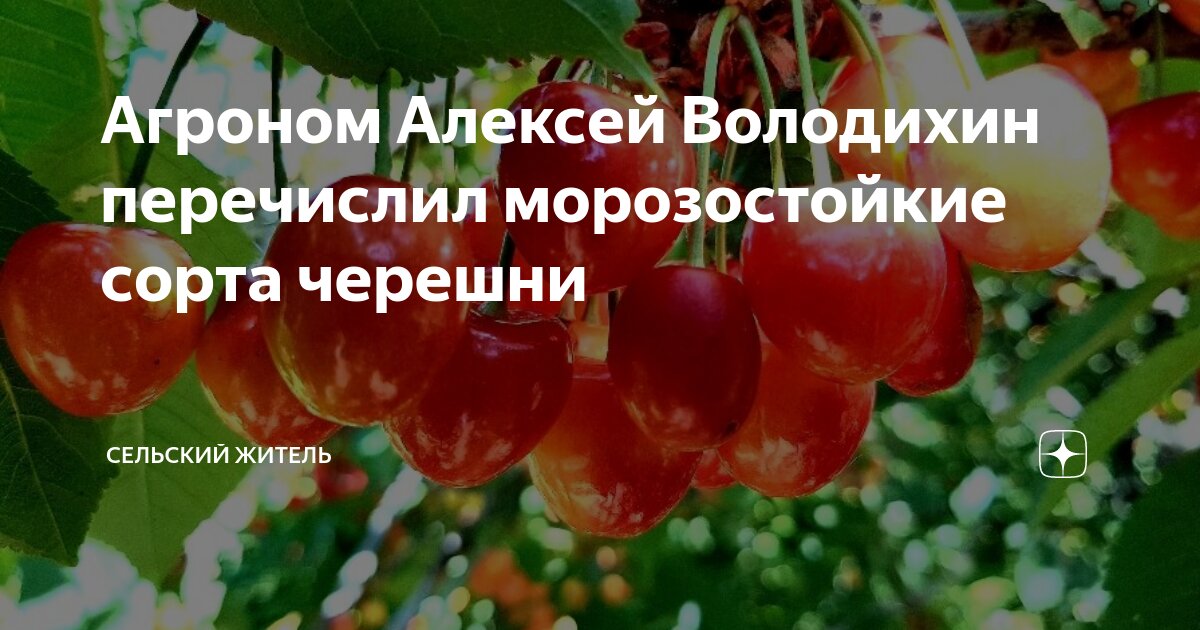 Черешня витамины и минералы. 500 грамм черешни. Фян. Сколько черешни в день. Черешня узбекистан.