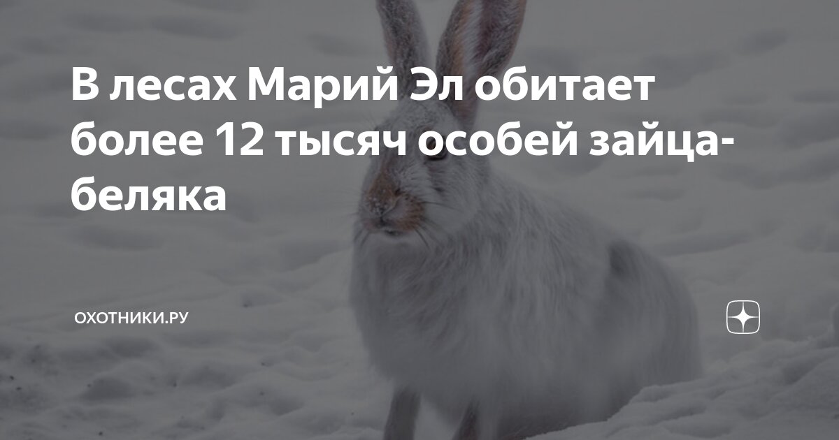 Заяц беляк консумент. Заяц беляк зона обитания. Морфологический критерий зайца беляка и зайца русака. Заяц беляк морфологический критерий. Популяция зайца беляка.
