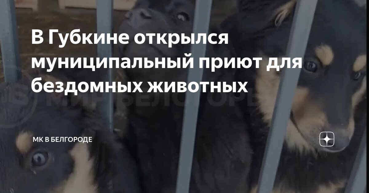зоозащитник. собачий приют в белгороде. белгородский приют для животных. белгородский приют для животных. гусь хрустальный собачий приют.