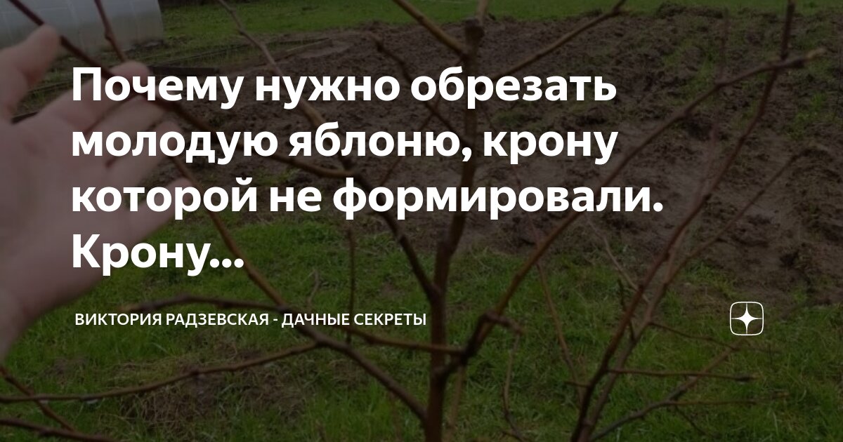 Почему для формирования кроны деревьев используют. Почему для формирования кроны деревьев используют
