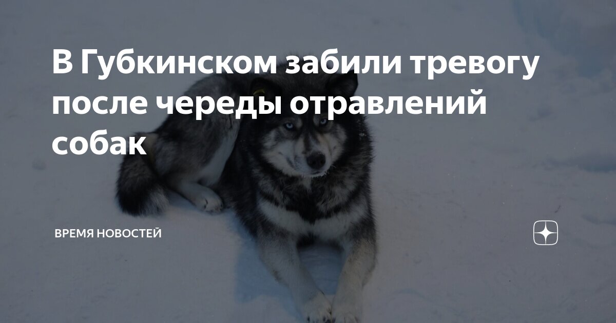 Догхантеры травят собак. Сколько времени умирает собака. Сколько времени умирает собака. Сколько времени умирает собака. Летальность от бешенства.