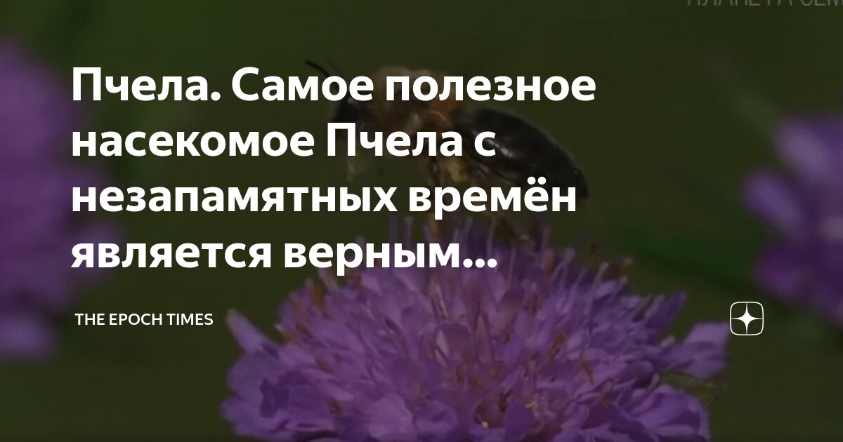 Высказывания о географических картах являются верными?. Какое высказывание о человеке является верным. Какое высказывание о человеке является верным. Какие высказывания являются общими. Какое высказывание о человеке является верным.