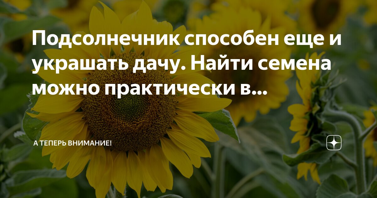 при диабете можно семечки подсолнуха. семечки подсолнуха для сахарного диабета. при диабете можно семечки подсолнуха. польза и вред семечек подсолнуха. при диабете можно семечки подсолнуха.