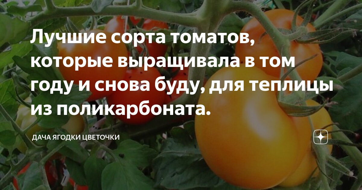 сорт томатов алые паруса. томат гилгал семена. томат супермодель. томат красномордина. томаты подмосковья из поликарбоната лучшие.