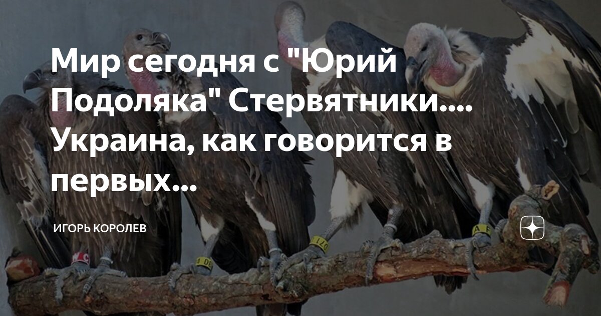 «детство темы». собачье сердце краткий сюжет. сюжет сказа левша. в первой главе рассказывается о. катаев сын полка ваня солнцев.