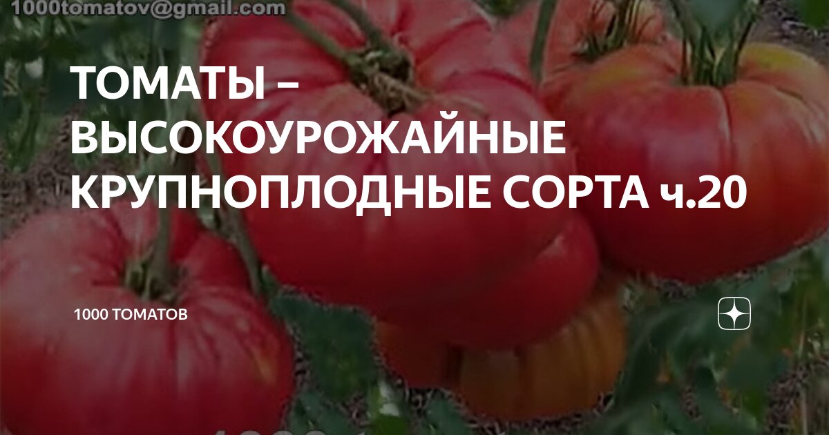 ТОМАТЫ – ВЫСОКОУРОЖАЙНЫЕ КРУПНОПЛОДНЫЕ СОРТА ч.20 | 1000 томатов | Дзен