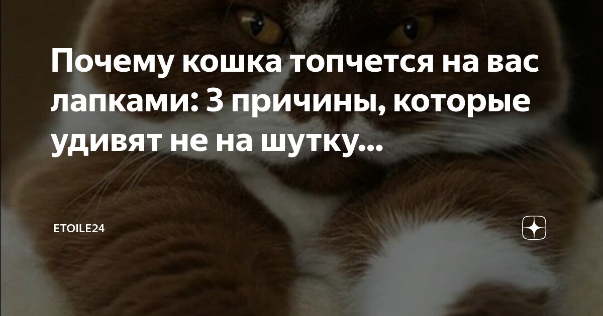 Почему кошка топчет одеяло