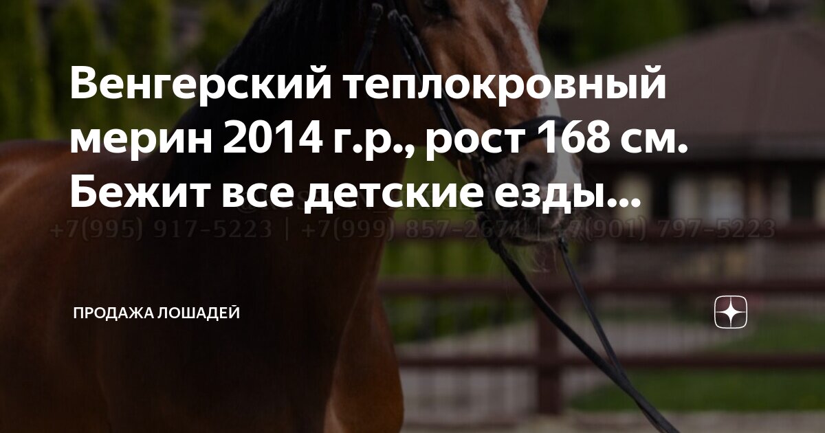 чем надо кормить лошадь. чем можно кормить коней. что можно лошадям. что едят лошади. что можно лошадям.