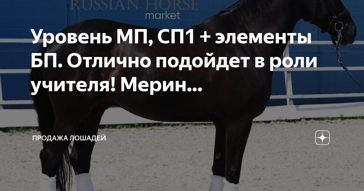 Владимирский тяжеловоз конный завод жеребец. Владимирский тяжеловоз лошадь конезавод. Вороная пегая лошадь. First horse. Орловский рысак кронпринц.
