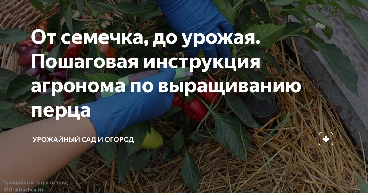 Семена подсолнечника с пятном. Отвар из семечек тыквы. Щелкать семечки. От семечек болит. Аппендицит от семечек миф или реальность.
