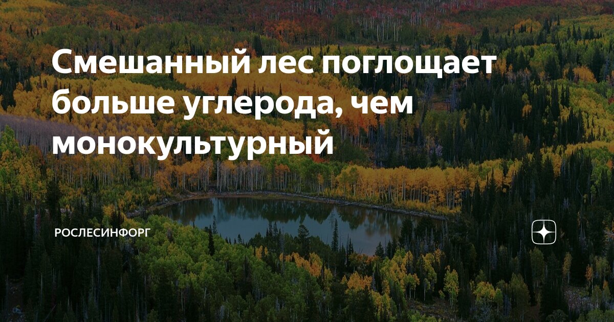 По лесу лесу частому