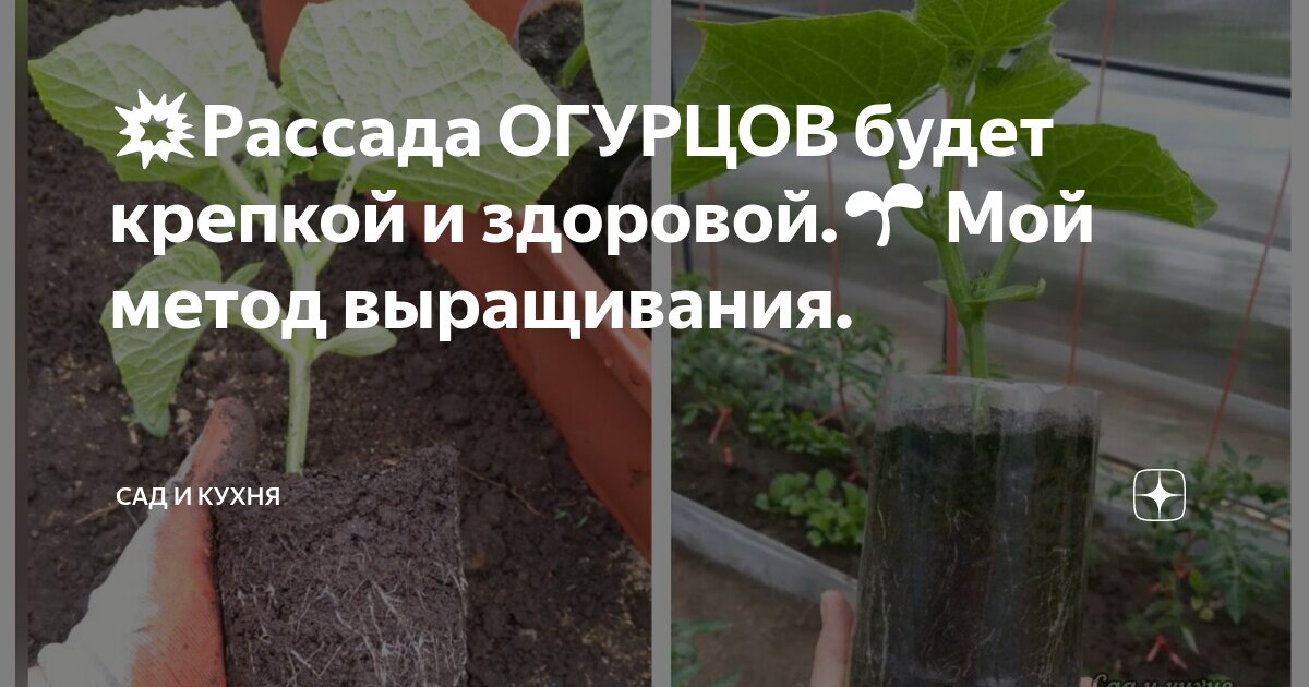 планка упражнение для похудения для начинающих на 30 дней. вырасти на 30 дней. вырасти на 30 дней. планка тренировка на 30 дней для мужчин таблица. план тренировки планки.