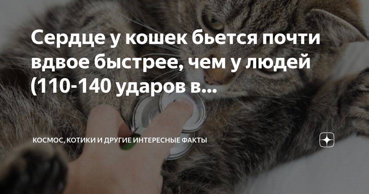 Частота вдохов. Кровеносная система кошки схема. Норма дыхания собаки. Какой пульс у кошек в минуту. Сколько ударов сердца у кошек.