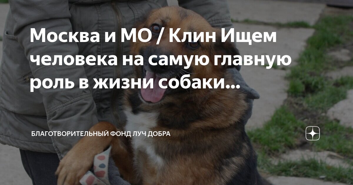 Души собак живут. Собачья душа. Лестница в небо джим уоррен. Души собак живут. Деннис куэйд собачья жизнь 2.