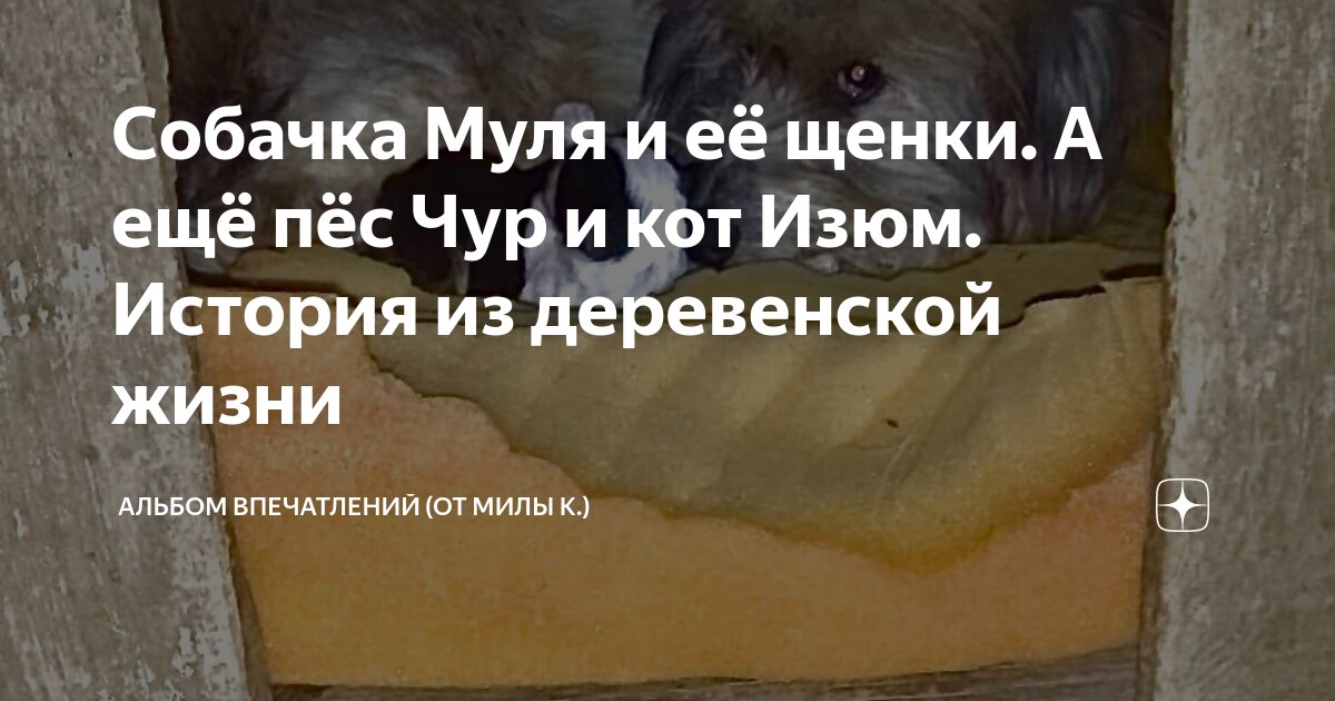 рассказ о маме. няня для кощея василиса кошкина. рассказы о заботе. Lisa mccue иллюстратор. добрые иллюстрации.