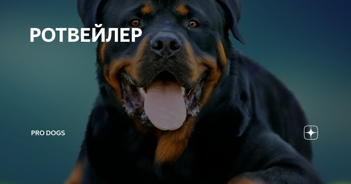 Томас гейнсборо картины собаки. Сэр эдвин ландсир. Художник карл райхерт (carl reichert. Мальтезе на картинах художников. John wootton (1682-1764) "dogs and magpies" в эрмитаже.