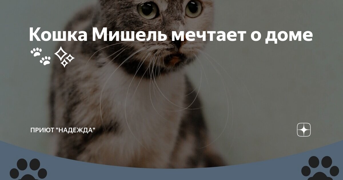 Котенок думает. Кот мечтатель. Кошка мечты. Кот задумчивый. О чём мечтают кошки.